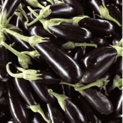 Fresh Long Purple Brinjal  Began / ताजा लंबा बैंगन - Premium Quality