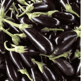Fresh Long Purple Brinjal  Began / ताजा लंबा बैंगन - Premium Quality