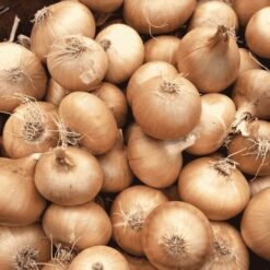 Fresh Premium Onion (ताज़ा और शुद्ध प्याज) - Daily Need Veggies