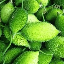 ताज़ा खी कोरोल /कंटोला / ककोड़ा khee korol (Fresh Spiny Gourd / Kantola)
