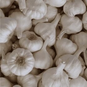 लहसुन (Fresh Garlic / Lahsun)