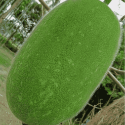 पेठा कद्दू / चाल कुमड़ो Chal Kumro (Fresh Ash Gourd / Wax Gourd)