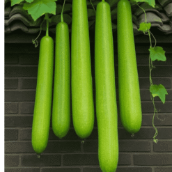 Fresh Bottle Gourd (Lauki / Doodhi) / ताजा लंबी लौकी - Premium Quality