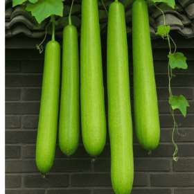 Fresh Bottle Gourd (Lauki / Doodhi) / ताजा लंबी लौकी - Premium Quality