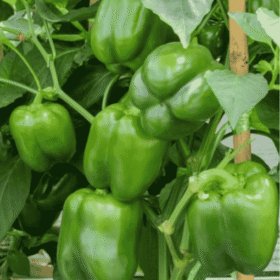 Fresh Green Capsicum (Shimla Mirch) / ताजा हरी शिमला मिर्च - Premium Quality