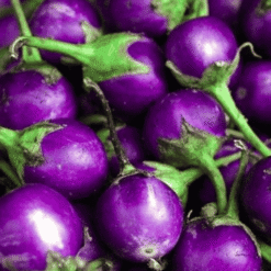 Fresh Long Purple Brinjal  Began / ताजा लंबा बैंगन - Premium Quality