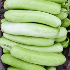 Fresh Bottle Gourd (Lauki / Doodhi) / ताजा लंबी लौकी - Premium Quality