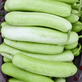 Fresh Bottle Gourd (Lauki / Doodhi) / ताजा लंबी लौकी - Premium Quality