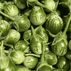 Fresh Medium Green Round Brinjal Began/ ताजा छोटा हरा (धारीदार) बैंगन - Premium Quality