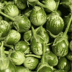 Fresh Medium Green Round Brinjal Began/ ताजा छोटा हरा (धारीदार) बैंगन - Premium Quality