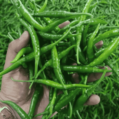 ताज़ा हरी मिर्च (Fresh Green Chilli / Hari Mircha)