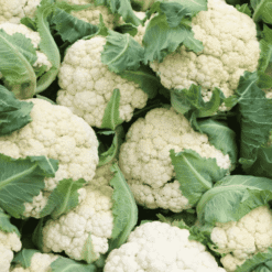 Fresh Cauliflower Phool Gobi ( फूलगोभी ) - Premium Quality