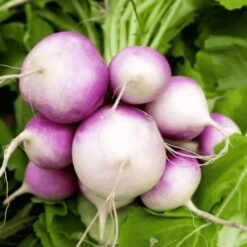 Fresh Turnip (Shalgam) - Healthy & Organic Root Vegetable