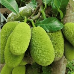 Taza Kacha Kathal / Fresh Raw Jackfruit (Raw Tender Jackfruit Bunch)