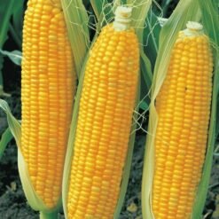 Taaja Sweet Corn (Bhatta / Makka)
