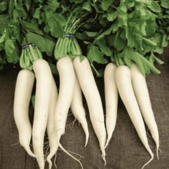 Taza Safed Mooli Patte Ke Sath / Fresh White Radish with Leaves (Daikon Radish Bunch)