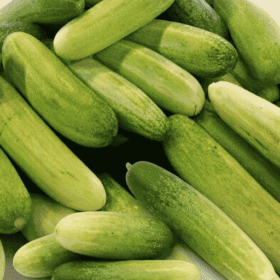 देशी  खीरा   ताज़ा खीरा (Fresh Cucumber / Kheera)