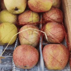 Fresh Shimla / Royal Gala Apples