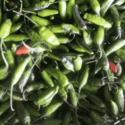 Bangali  हरी मिर्च (Fresh Green Chilli / Hari Mircha) (Copy)