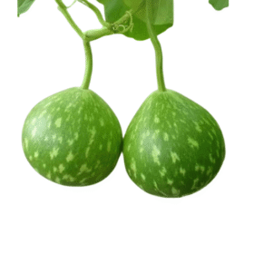 गोल लौकी medium size